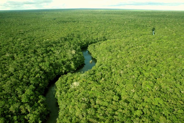 Amazonia rainforest