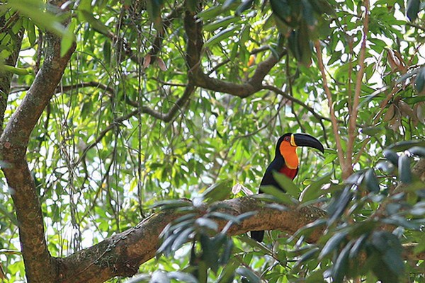 Amazonia rainforest