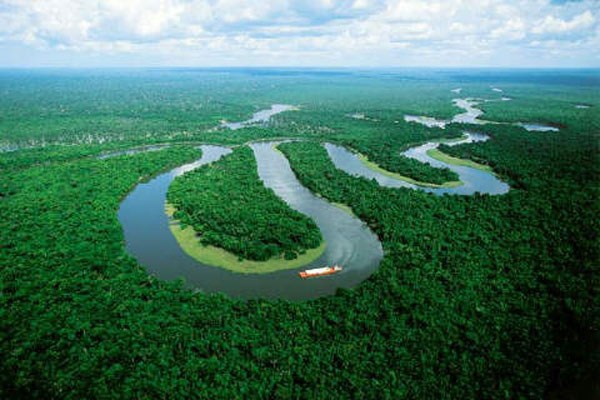 Amazonia rainforest