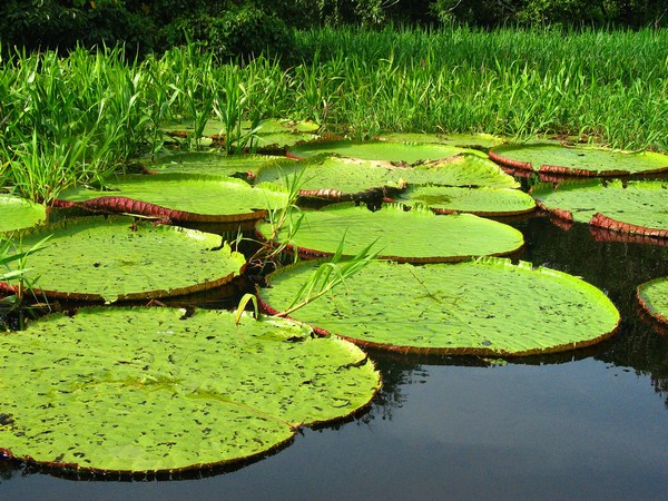 Amazonia rainforest