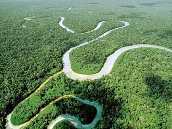 Amazonia rainforest