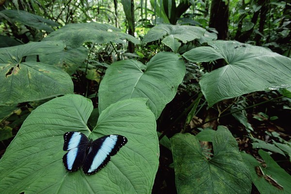 Amazonia rainforest