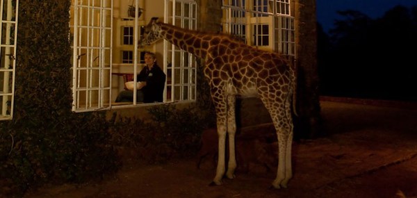 Giraffe Manor