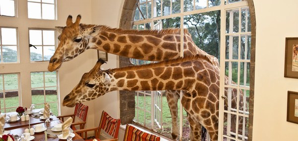 Giraffe Manor