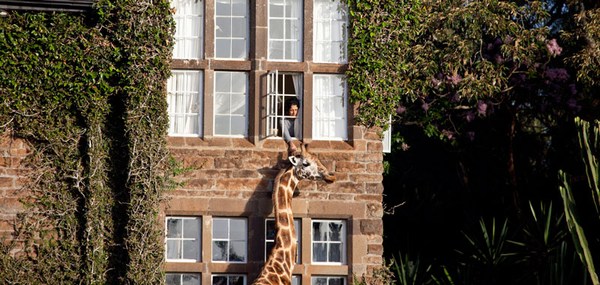 Giraffe Manor