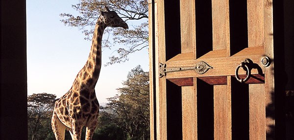 Giraffe Manor