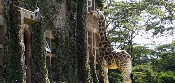 Giraffe Manor