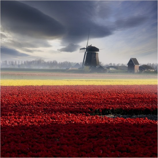 Windmills and Tulips