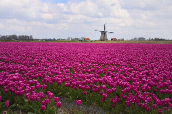 Windmills and Tulips