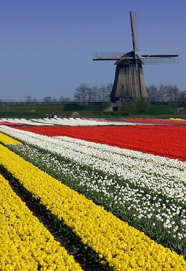 Windmills and Tulips