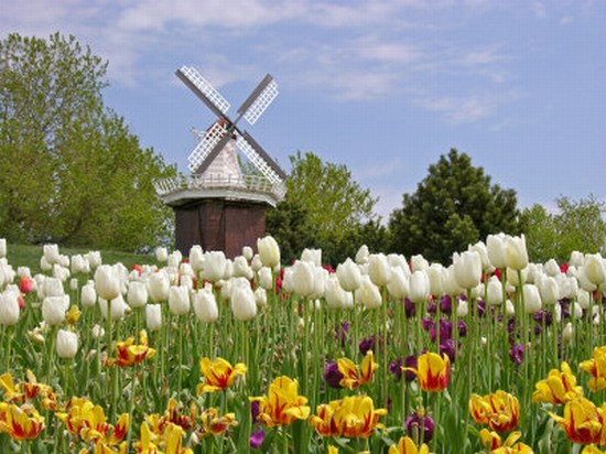 Windmills and Tulips