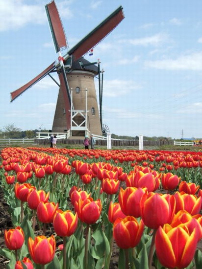 Windmills and Tulips