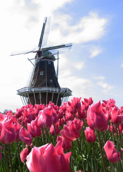 Windmills and Tulips