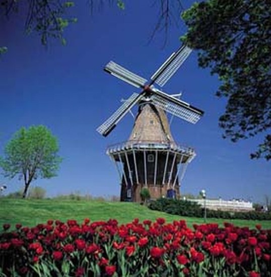 Windmills and Tulips