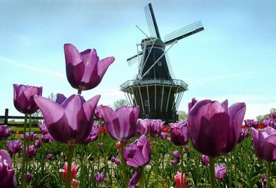 Windmills and Tulips