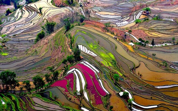 Rice Field Terraces in Yunnan, China
