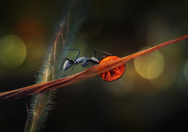 Macro Photography