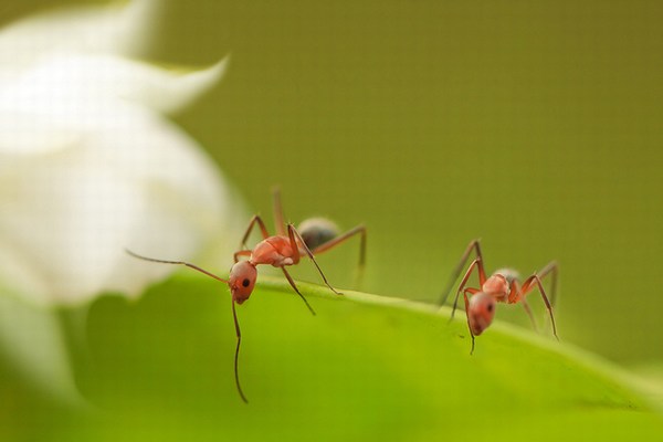 Macro Photography