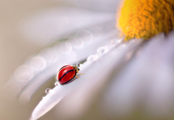 Macro Photography