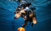 Underwater Dogs