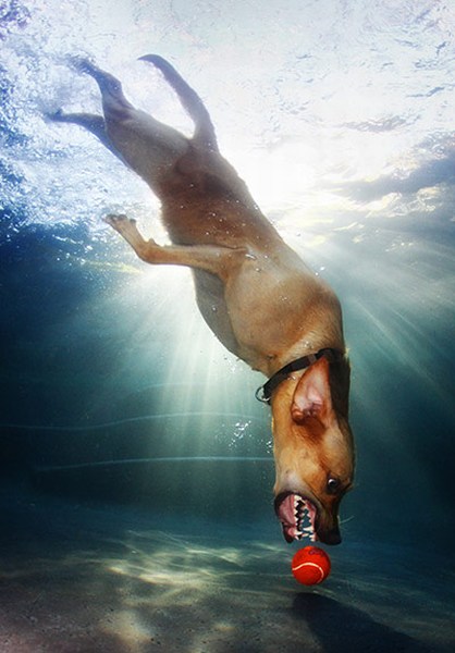 Underwater Dogs