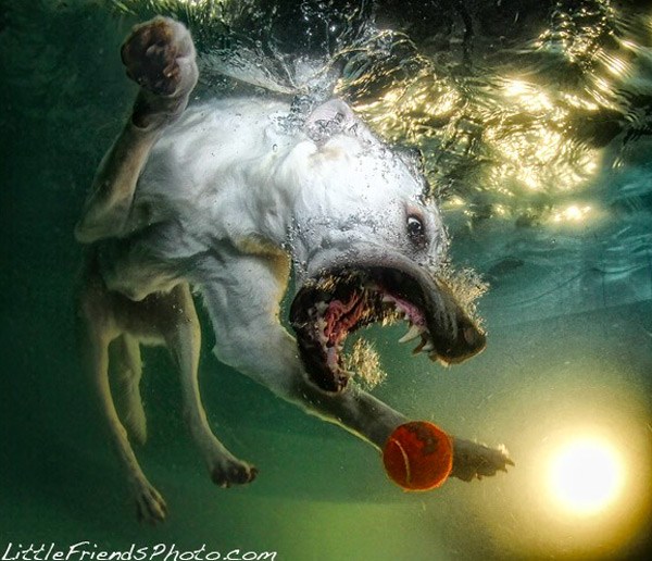 Underwater Dogs