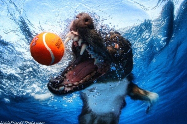 Underwater Dogs