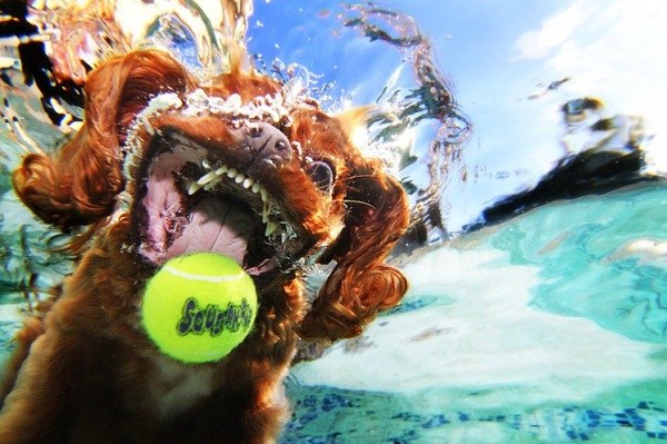 Underwater Dogs