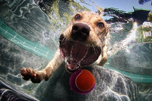 Underwater Dogs