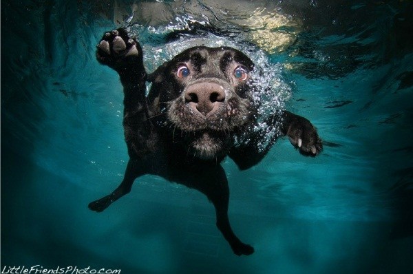 Underwater Dogs