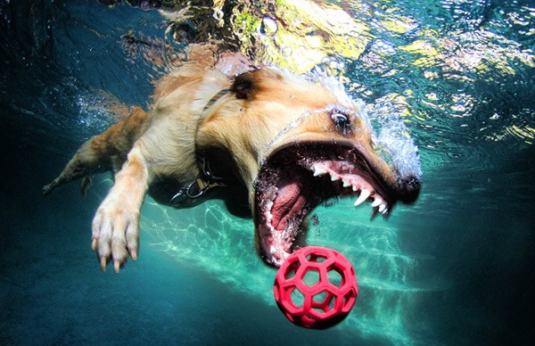 Underwater Dogs