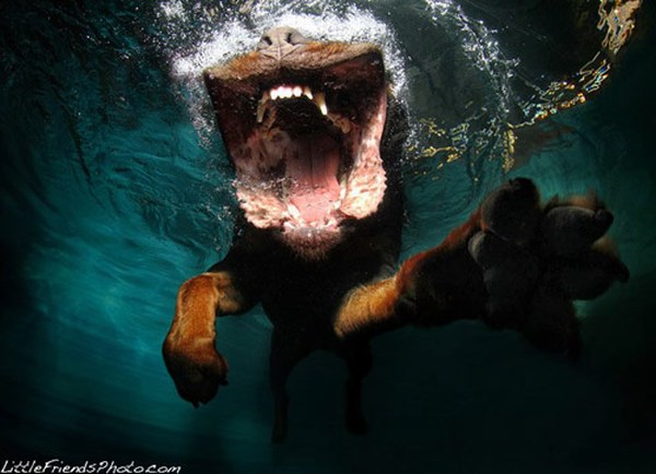 Underwater Dogs