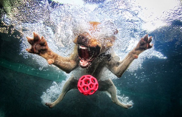 Underwater Dogs