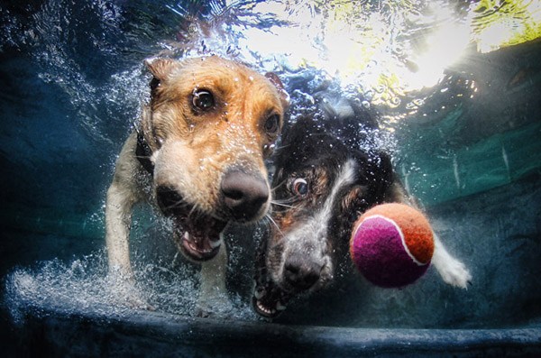 Underwater Dogs