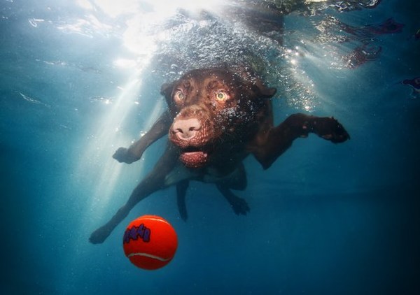 Underwater Dogs