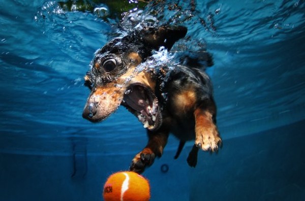 Underwater Dogs