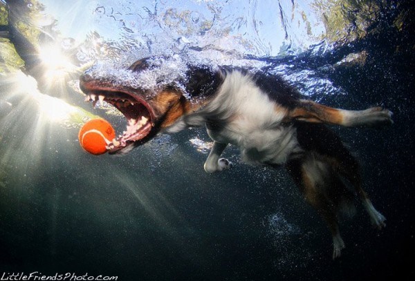 Underwater Dogs