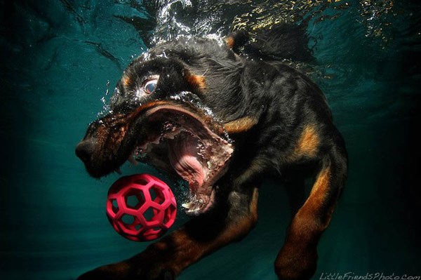 Underwater Dogs