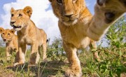 Camera films lions in Masai Mara