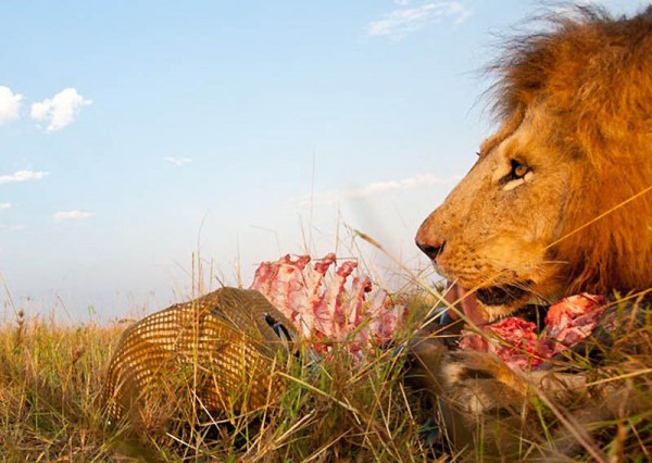 Lions Masai Mara