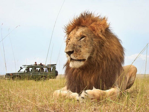 Lions Masai Mara