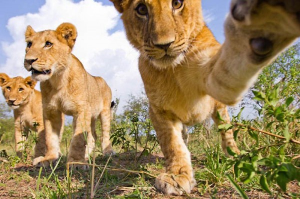 Lions Masai Mara