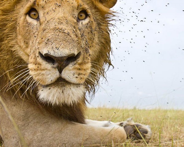 Lions Masai Mara