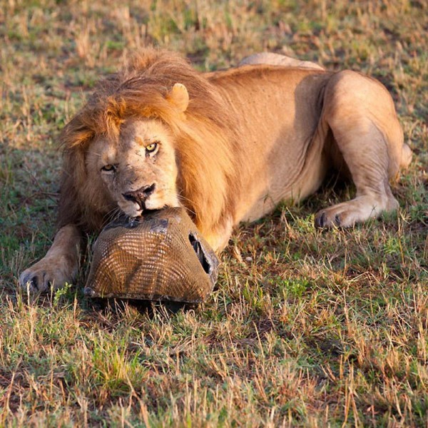 Lions Masai Mara