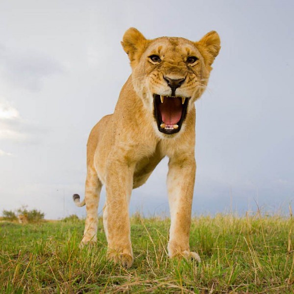 Lions Masai Mara