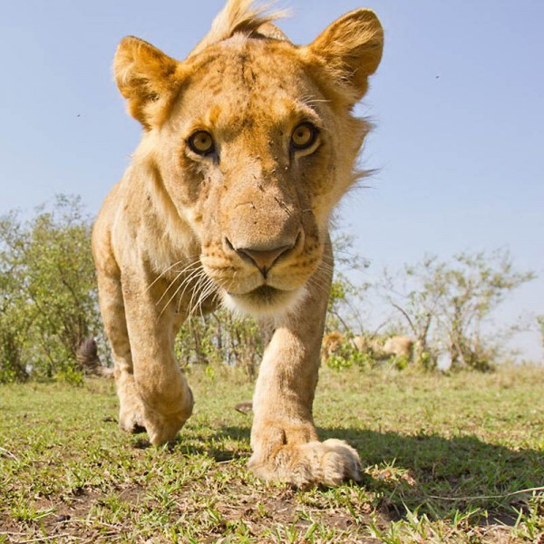 Lions Masai Mara