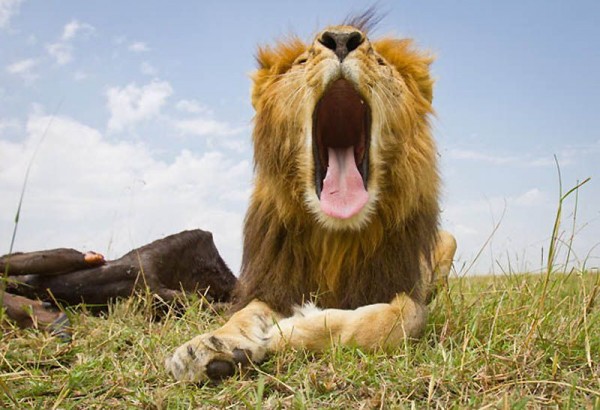 Lions Masai Mara