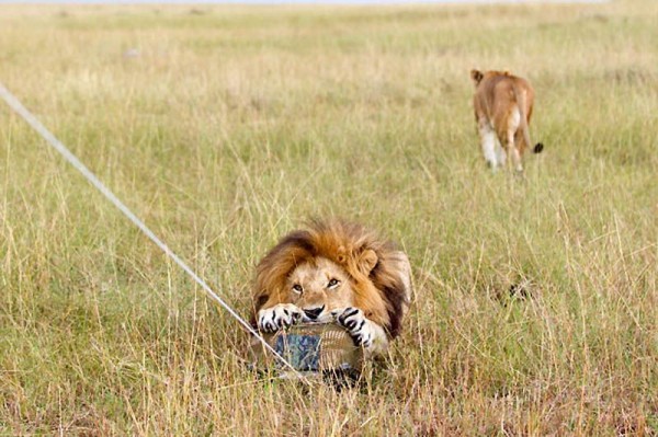 Lions Masai Mara