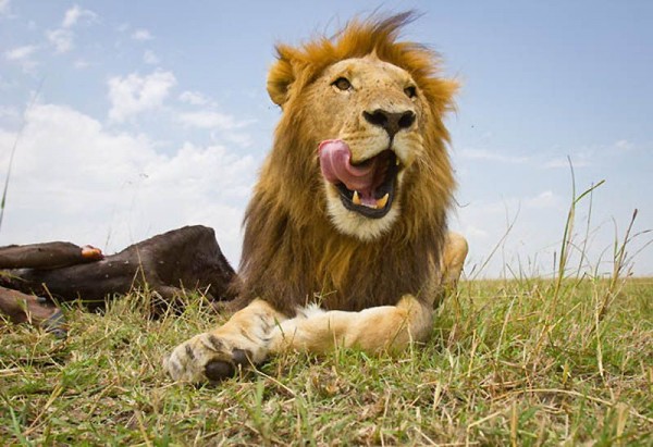 Lions Masai Mara