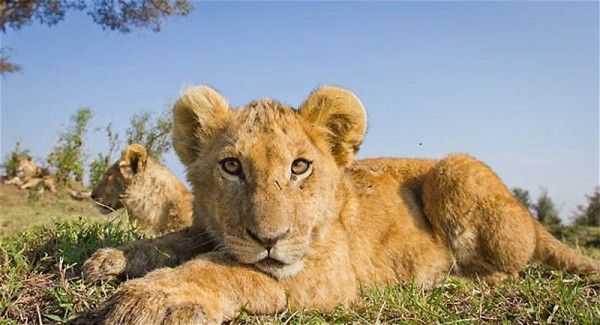 Lions Masai Mara